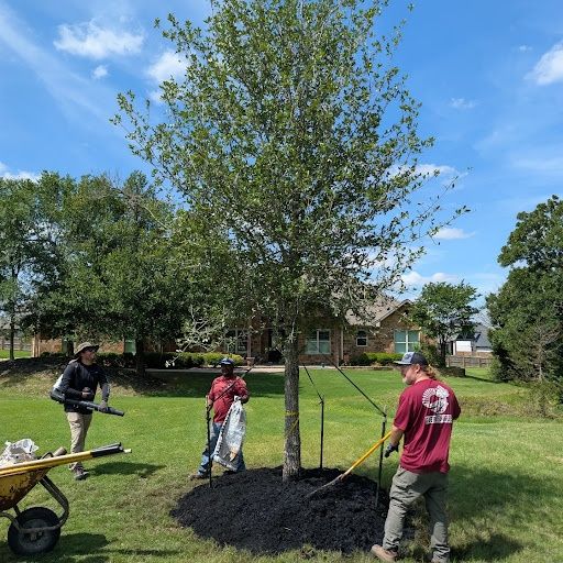 Tree & Shrub Care