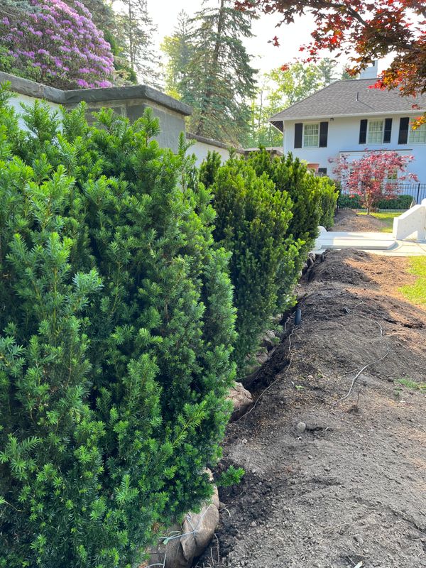 Tree & Shrub Care