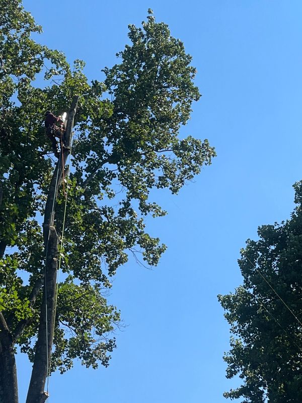Tree Removal