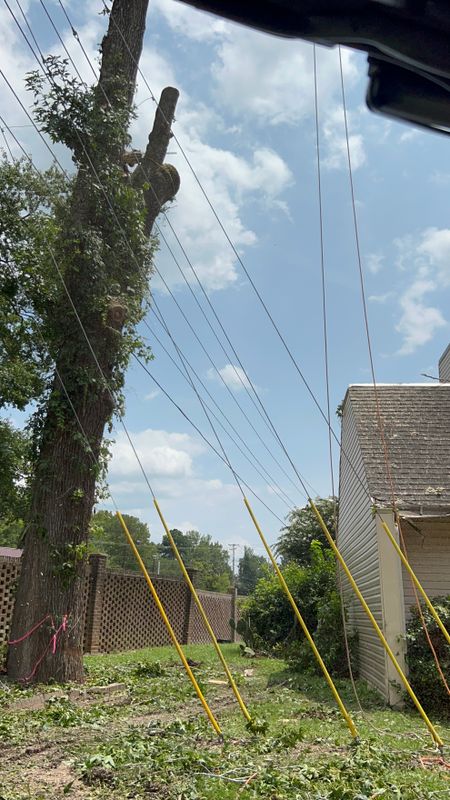 Tree Removal gallery