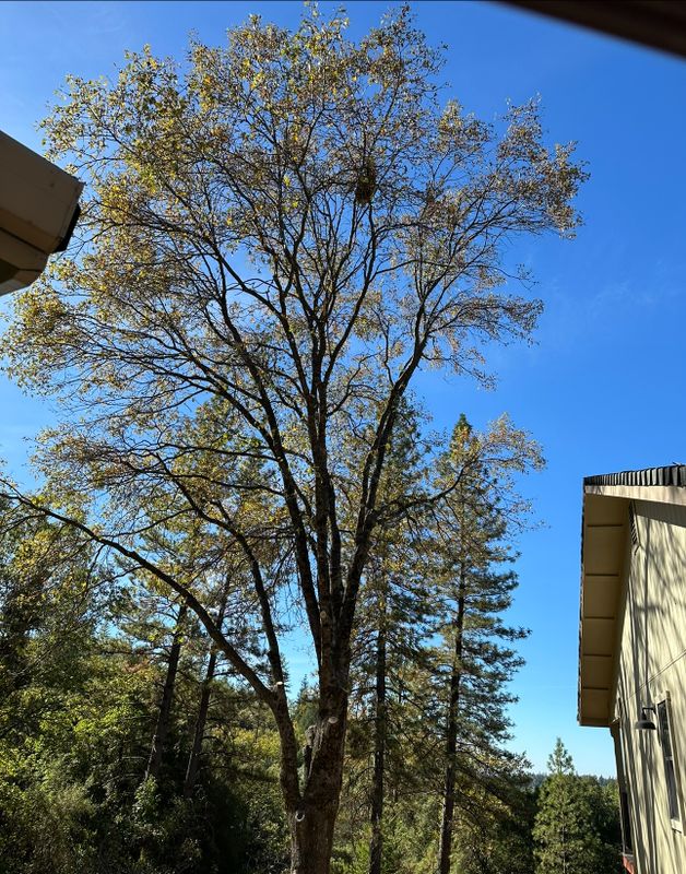 Tree Trimming