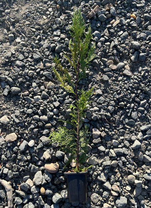 Thuja & Evergreen Trees