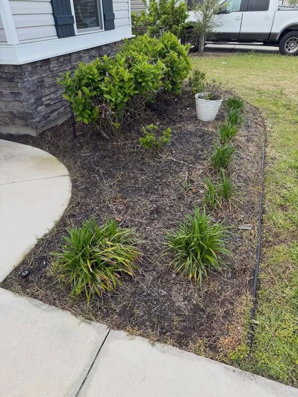 Shrub Trimming
