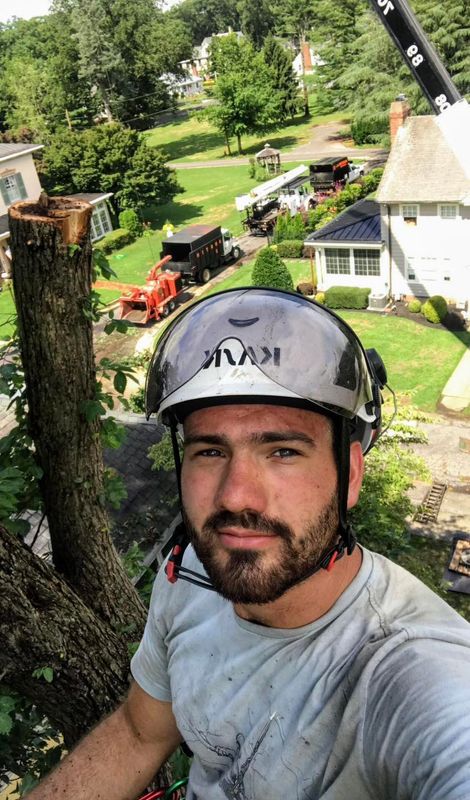 Tree Trimming
