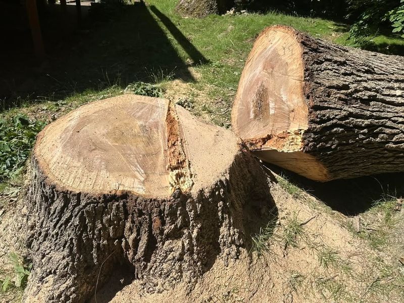 Tree Removal