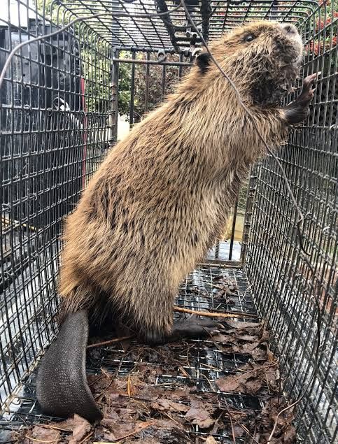 Beaver Removal