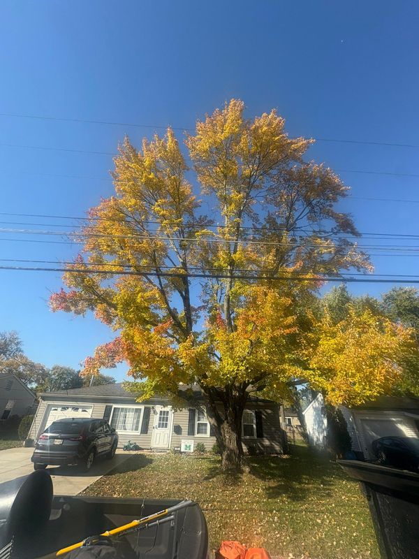 Fall Clean Up
