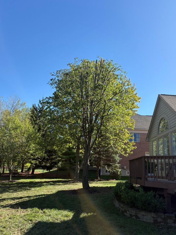 Tree Removal