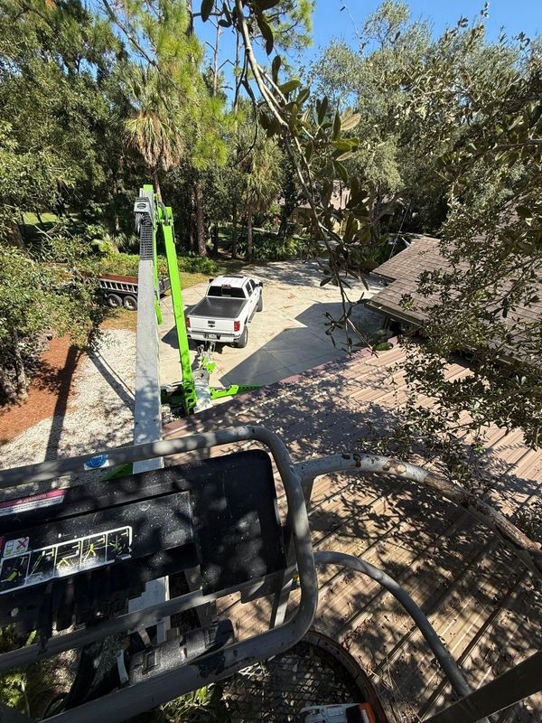Tree Trimming