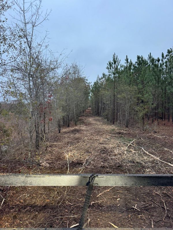 Forestry Mulching