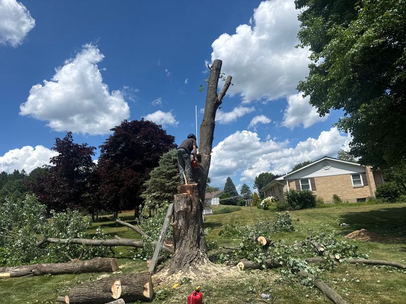 Tree Service