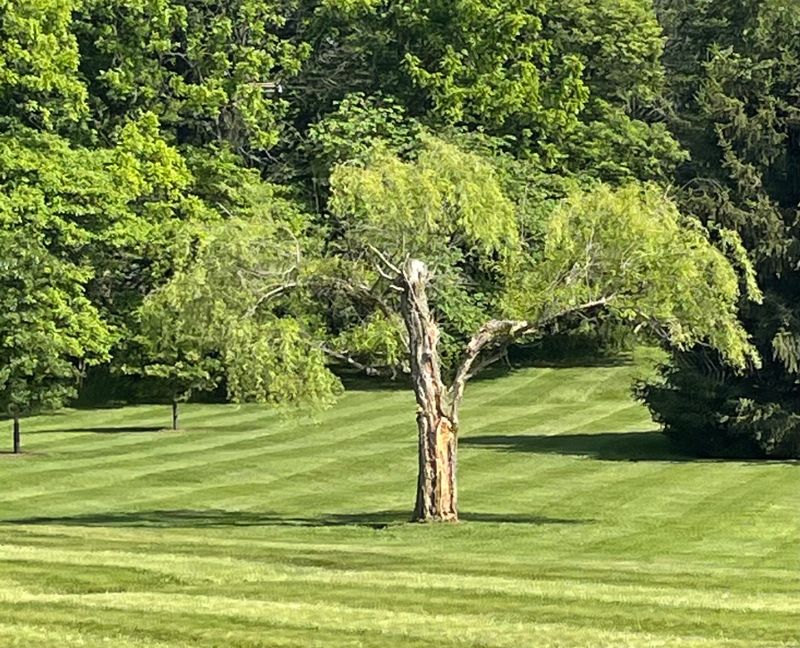 Lawn Care