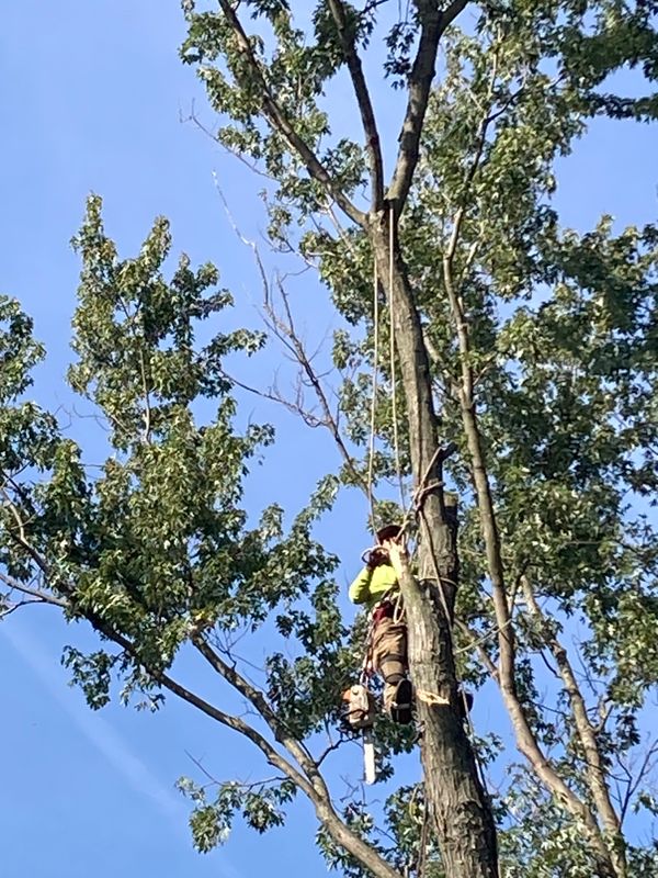 Storm Damage Clean Up