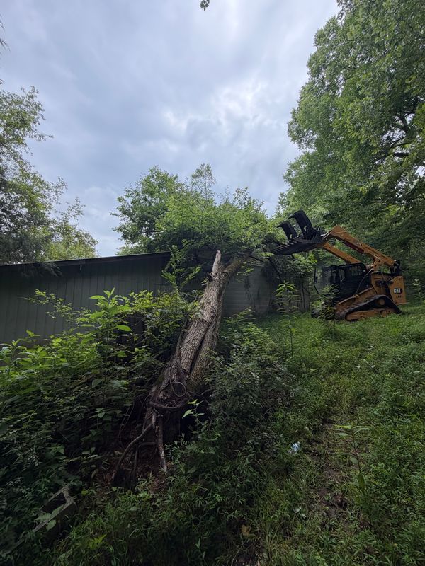 Tree Removal