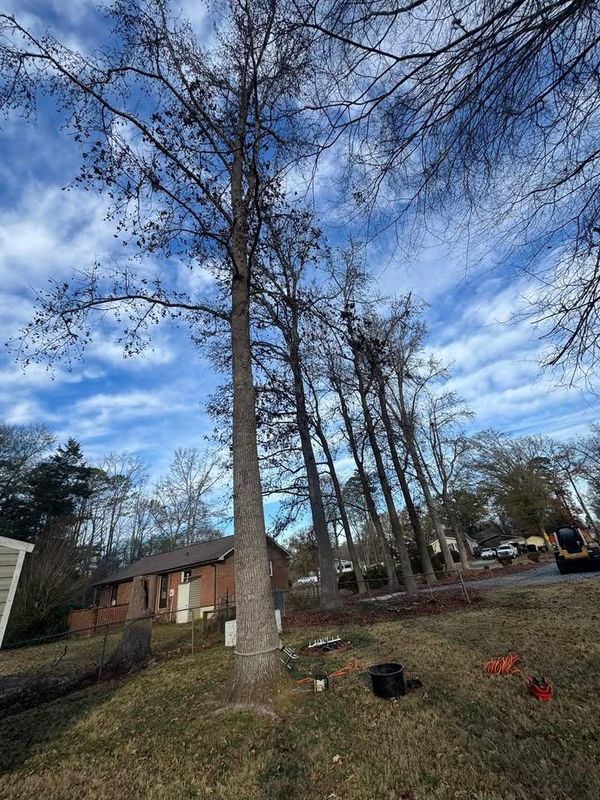 Tree Trimming