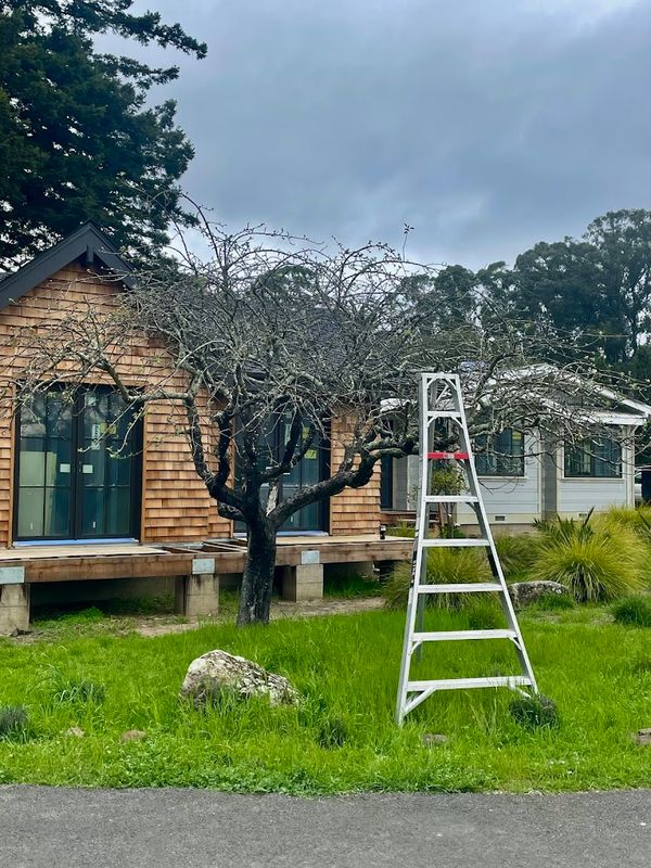 Tree Health and Maintenance