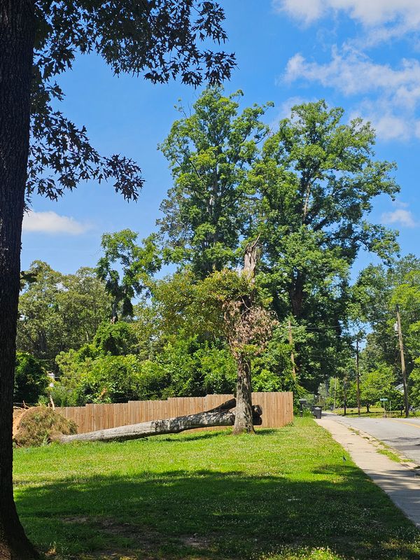 Tree Removal