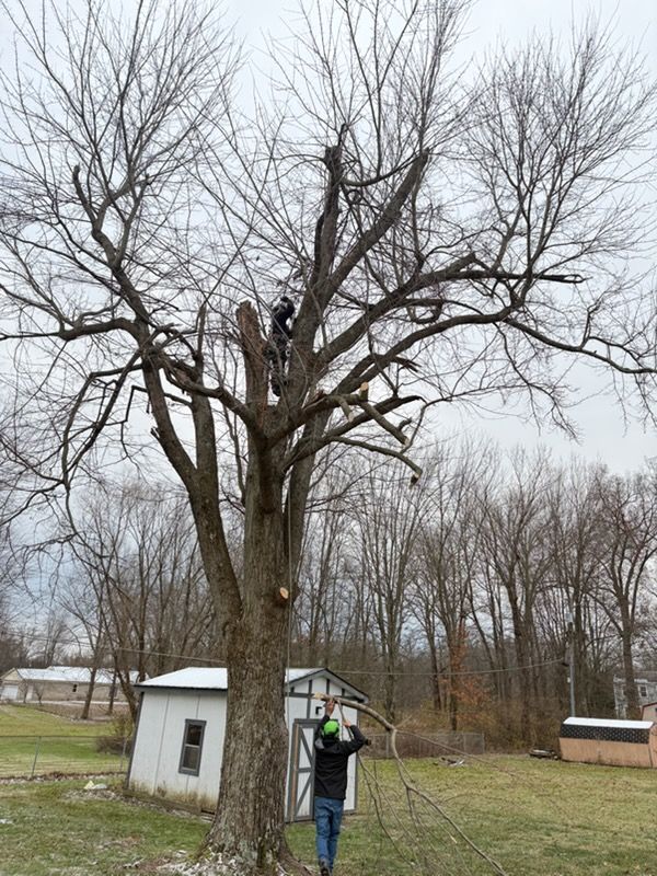 Expert Tree Removal by Anstaetts: Clearing Space and Ensuring Safety