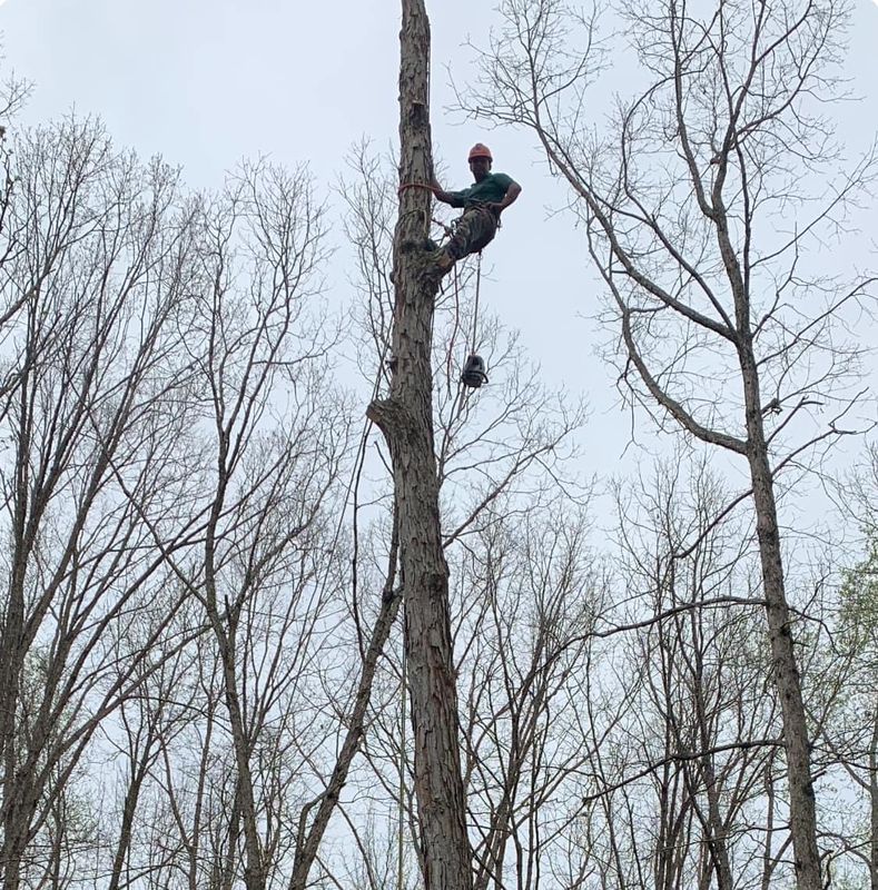 Tree Removal gallery