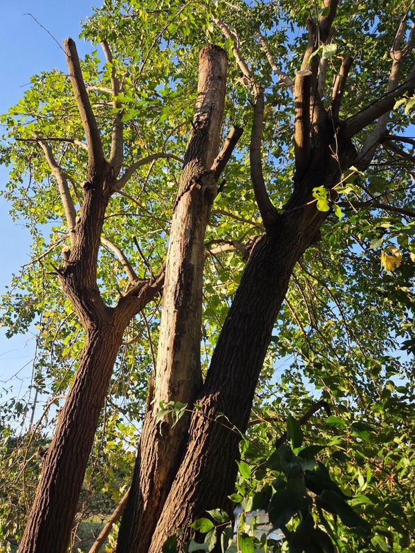 Tree Trimming