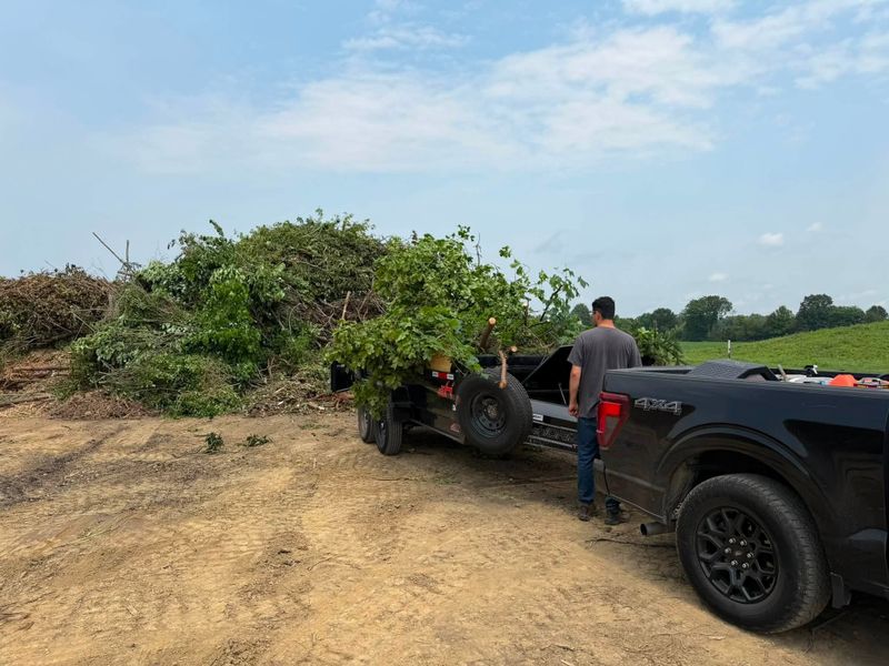Tree Removal