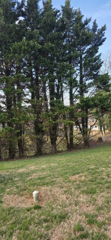 Leeland Cypress Trees Removal
