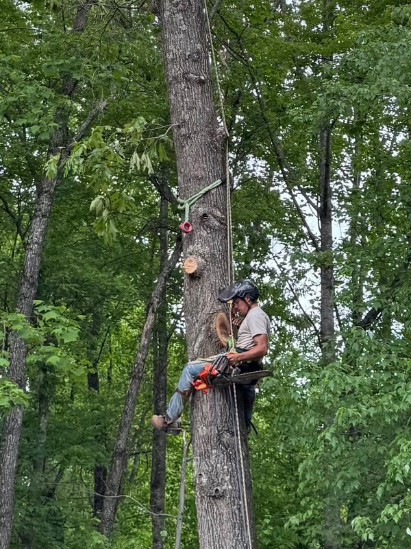 Tree Services