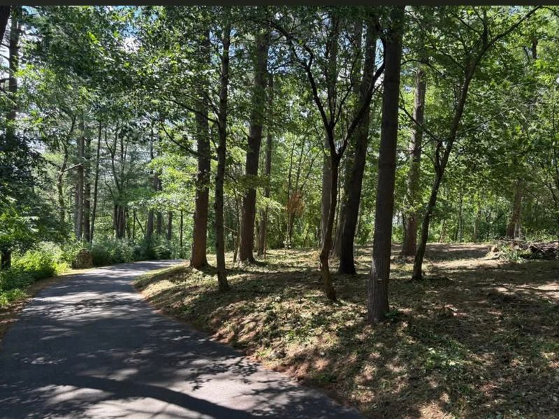 Brush Clearing / Land Leveling