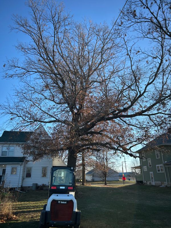 Revitalizing Forreston: Fransen's Expert Removal and Clean-Up of Hazardous Pin Oak