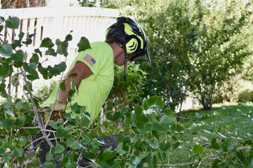 Tree Trimming