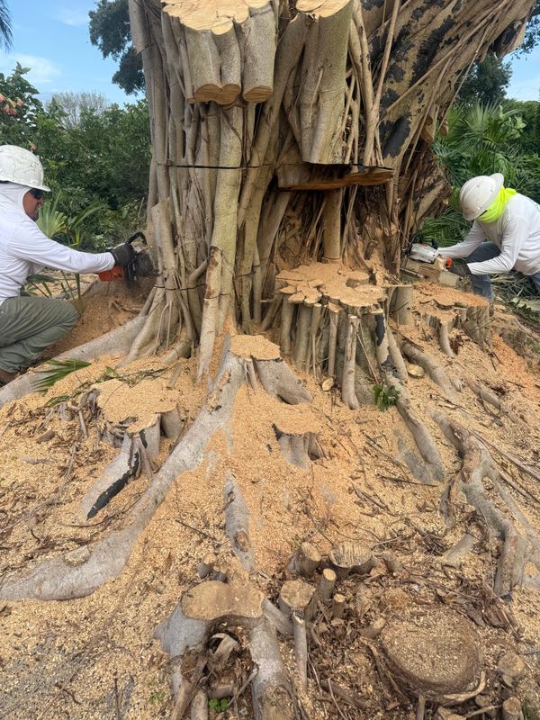 Tree Removal