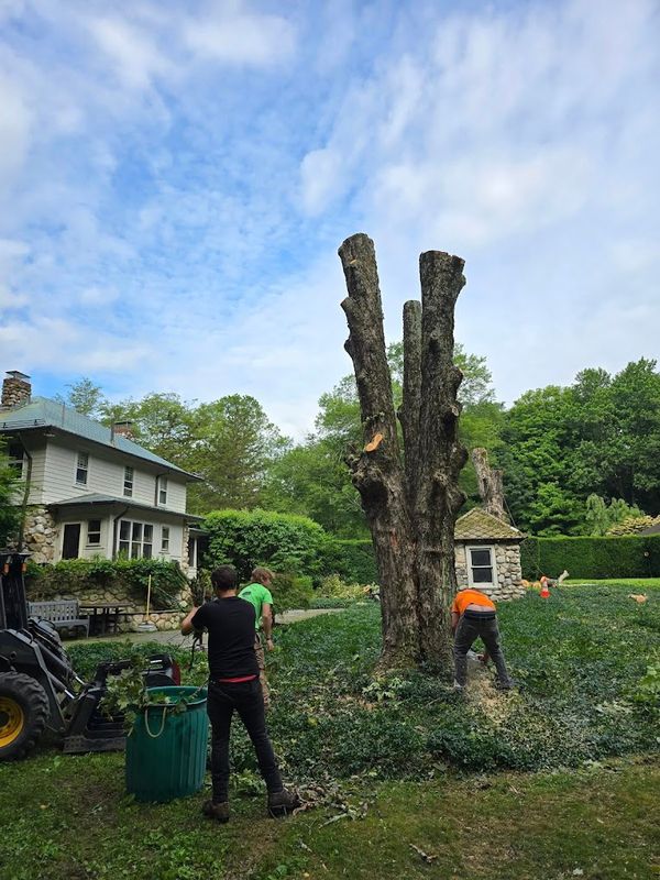 Tree Removal