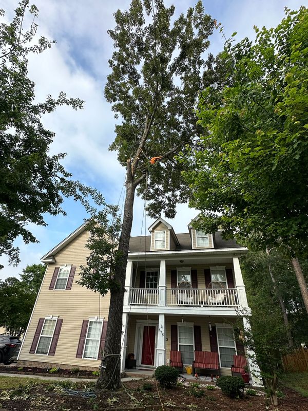 Tree Trimming