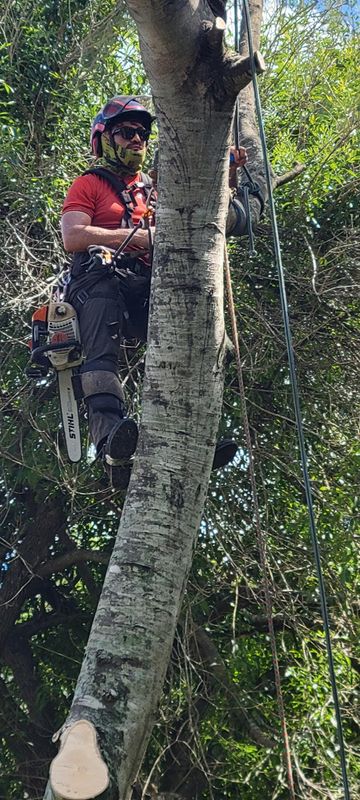 Tree Trimming
