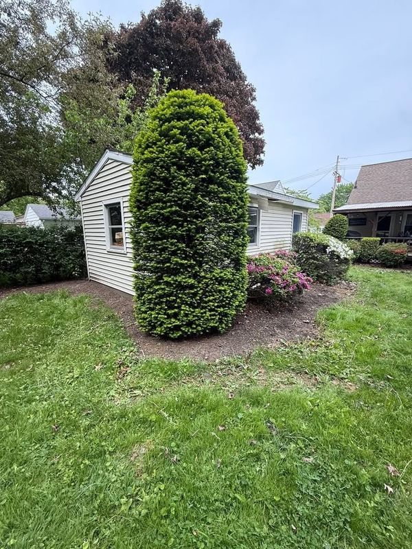 Tree & Shrub Care