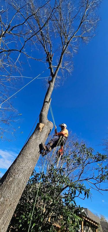 Tree Trimming