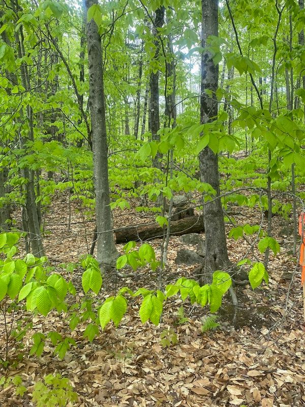 Forestry Mulching