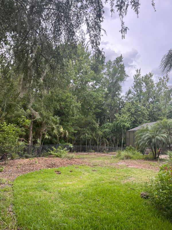 Tree Removal gallery