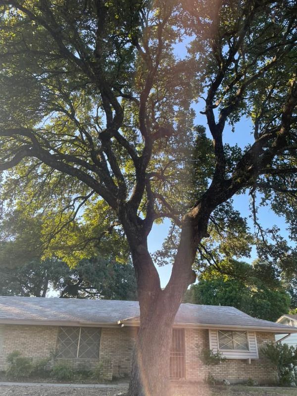 Tree Trimming