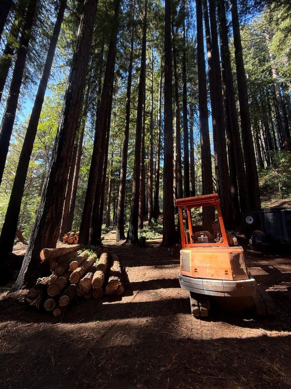 Tree Removal
