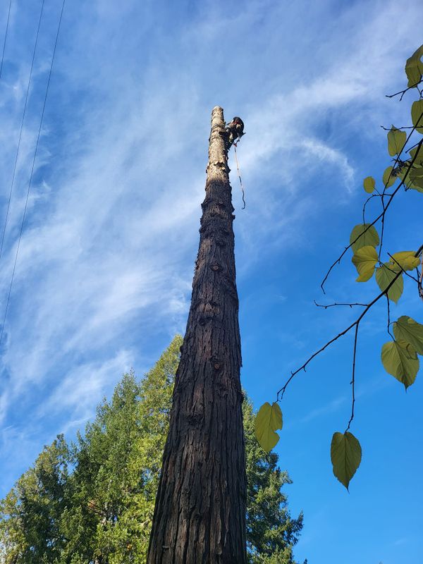 Tree Removal gallery