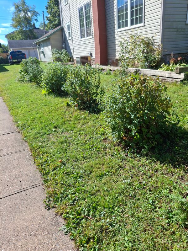 Lawn Maintenance