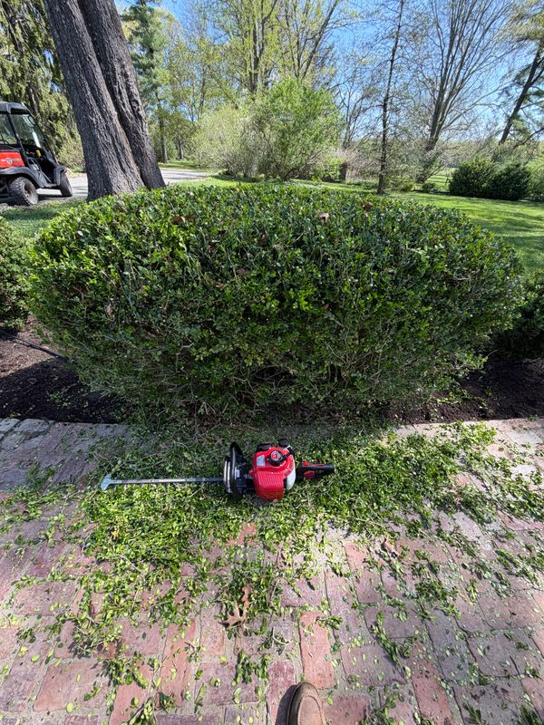 Hedge Trimming & Topiary