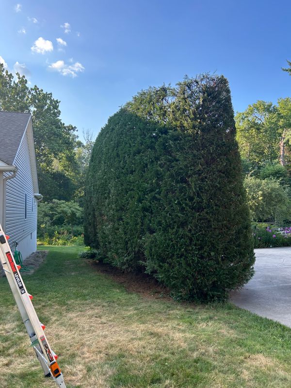Tree Trimming