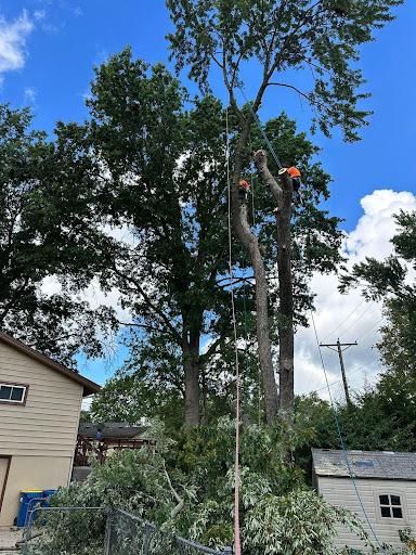 Tree Trimming