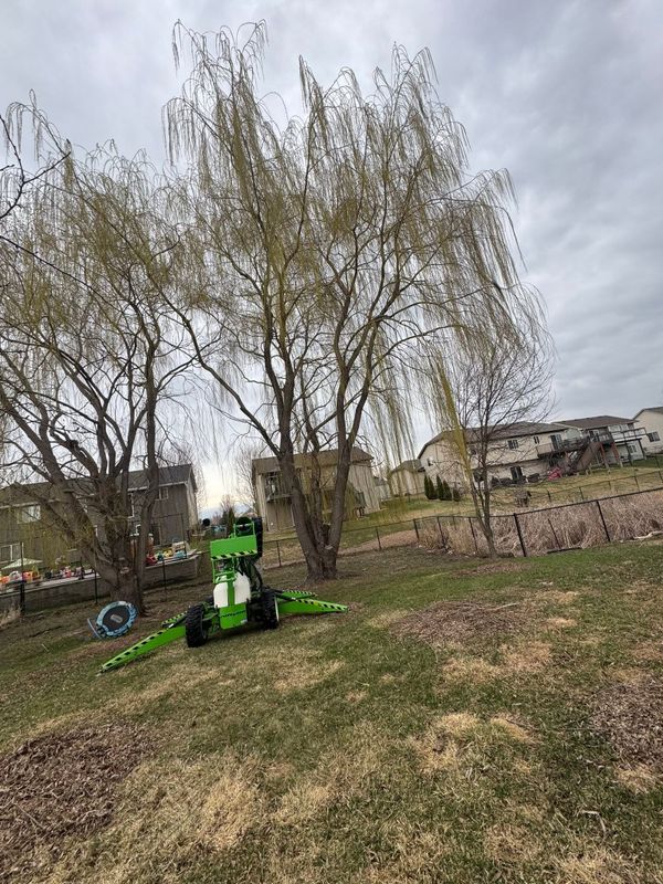 Tree Removal