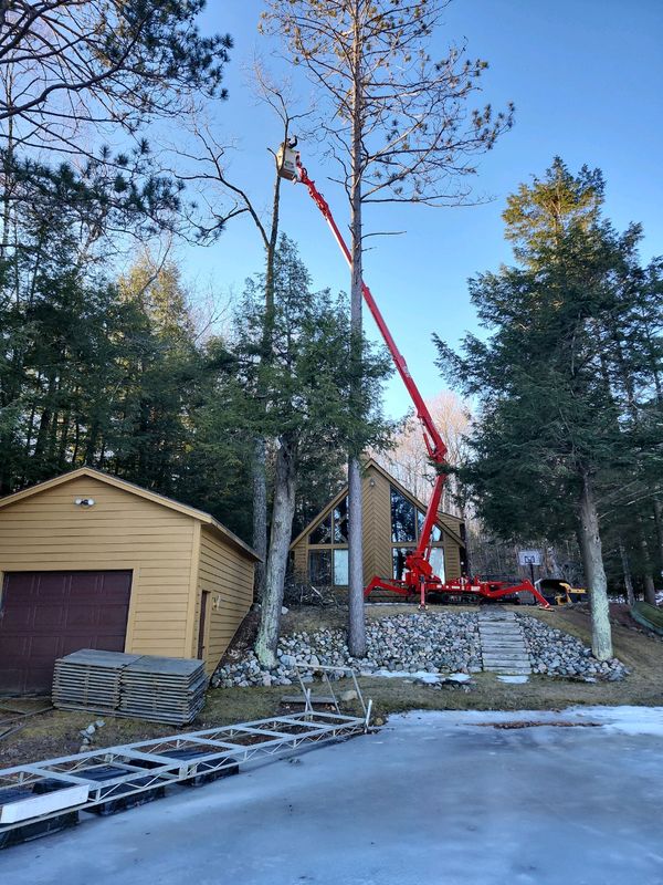 Tree Removal