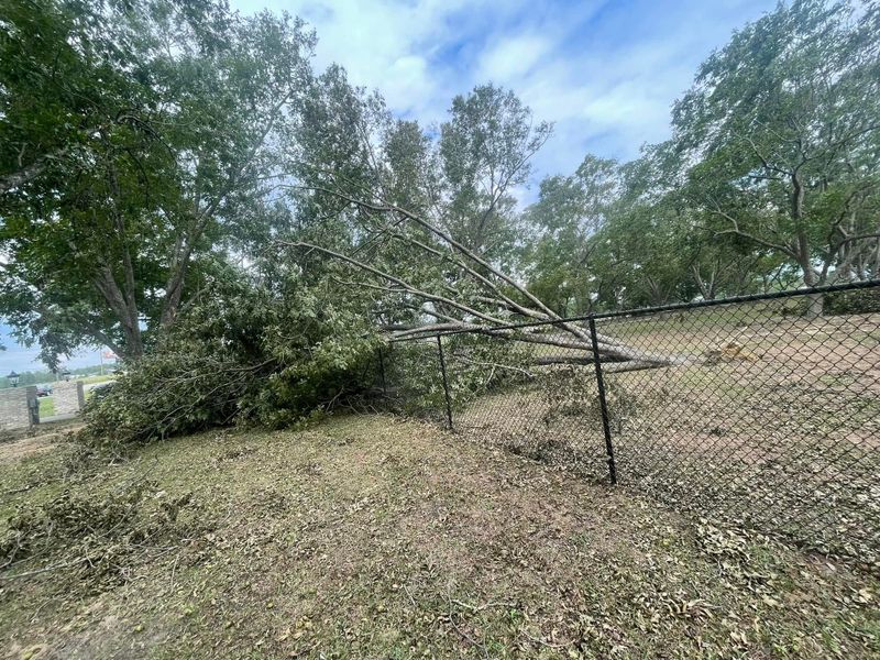 Tree Removal