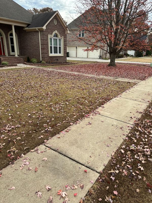 Leaf clean up