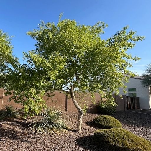 Tree & Shrub Care